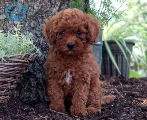 Dipsy Cockapoo