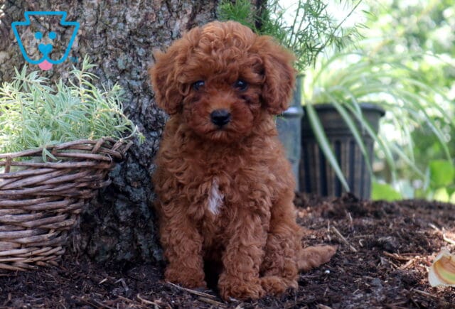 Dipsy Cockapoo image