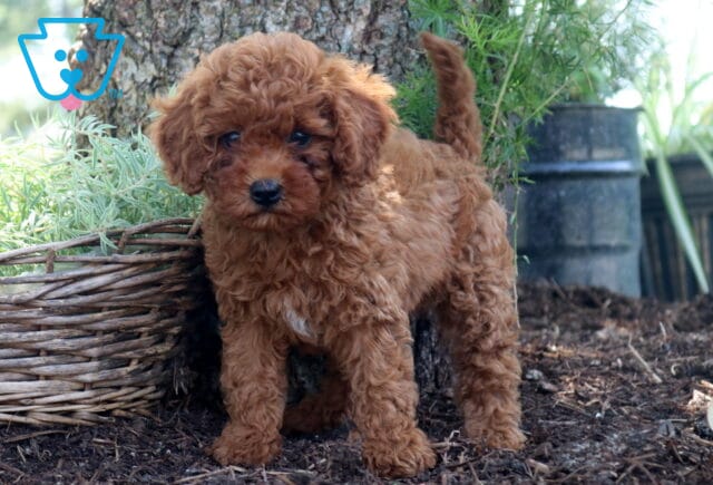 Dipsy Cockapoo2 image