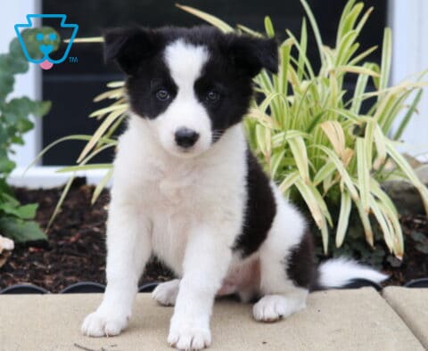 Dixie Border Collie