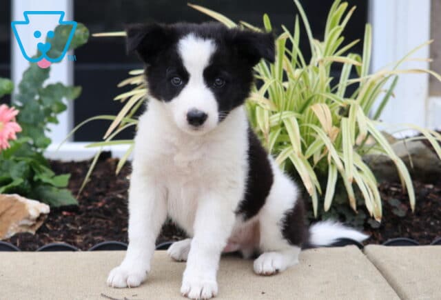 Dixie Border Collie image