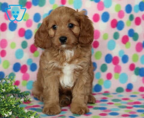 Dixie Cavapoo