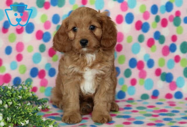 Apricot Cavapoo puppy with a soft wavy coat and bright white chest sitting on a colorful polka dot blanket beside green foliage, looking alert with an adorable expression. image