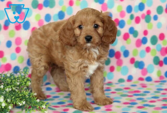 Curious apricot Cavapoo puppy with a fluffy wavy coat and white chest standing on a colorful polka dot blanket beside green foliage, looking directly at the camera. image