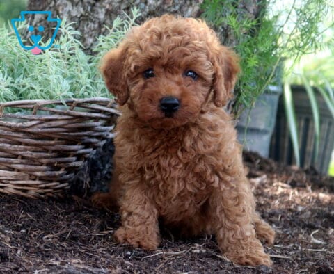 Dixie Cockapoo