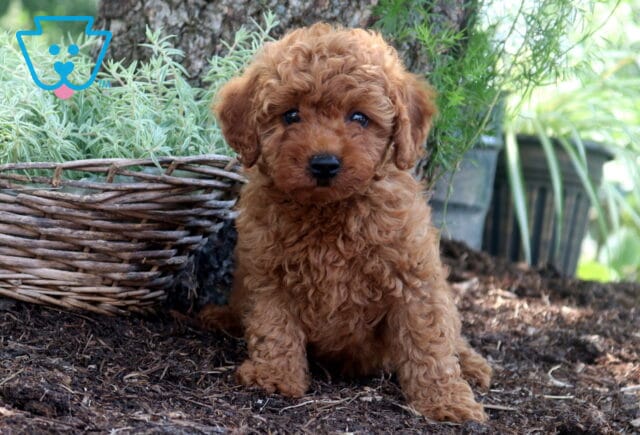 Dixie Cockapoo image