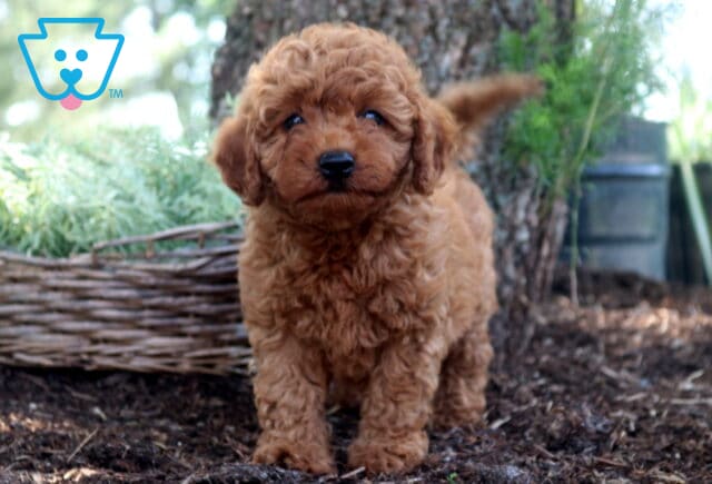 Dixie Cockapoo2 image