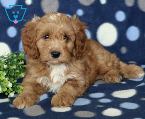 Djay Cavapoo