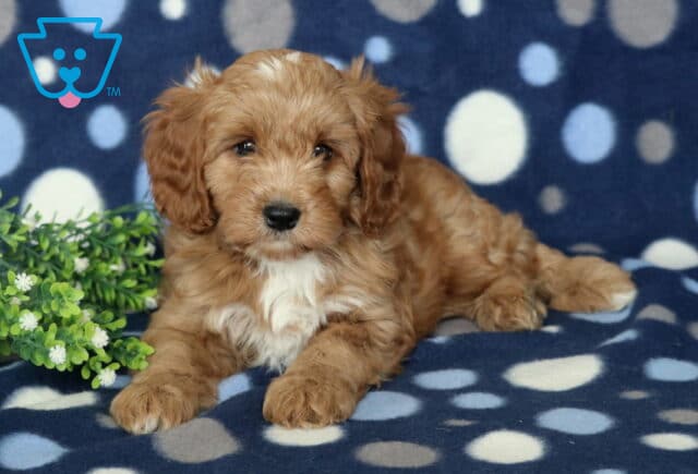 Djay Cavapoo image