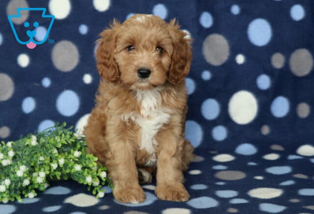 Djay Cavapoo2 image