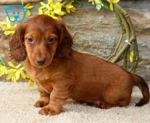 Djay Mini Dachshund