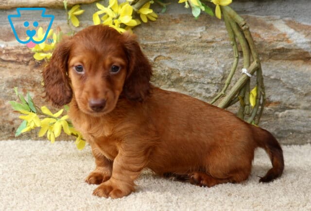 Djay Mini Dachshund image
