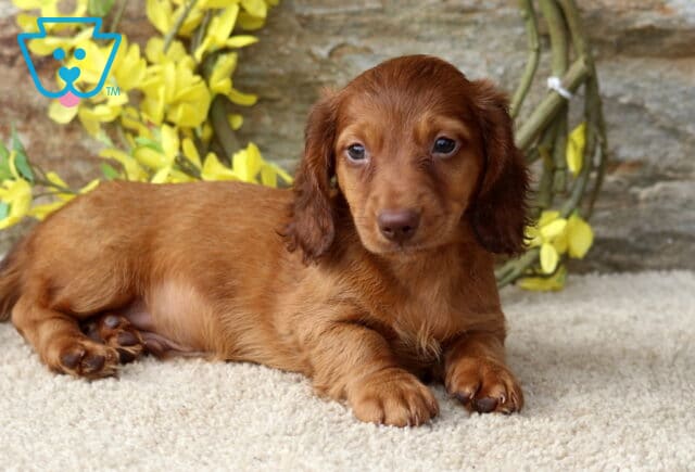 Djay Mini Dachshund2 image