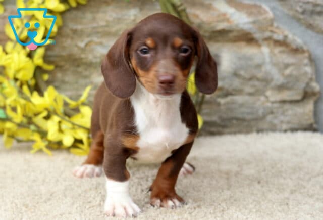 Domino Mini Dachshund image