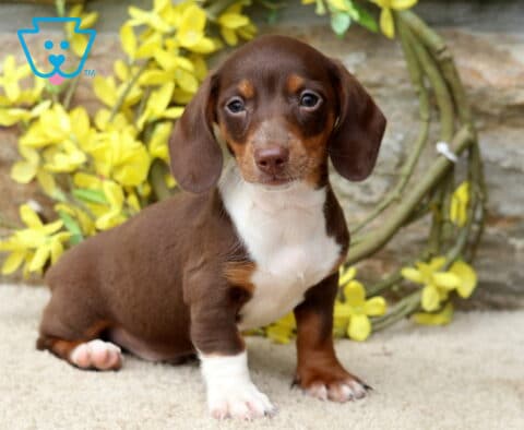 Domino Mini Dachshund2