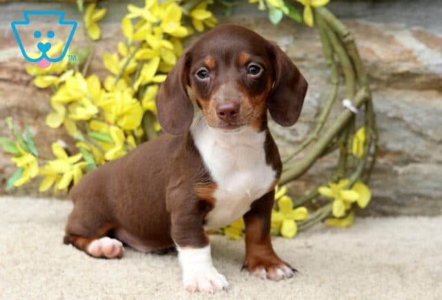 Domino Mini Dachshund2 image