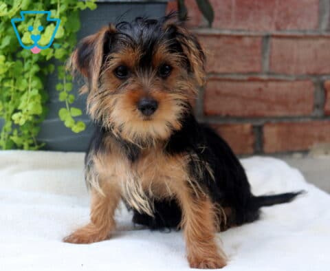 Donald Yorkie