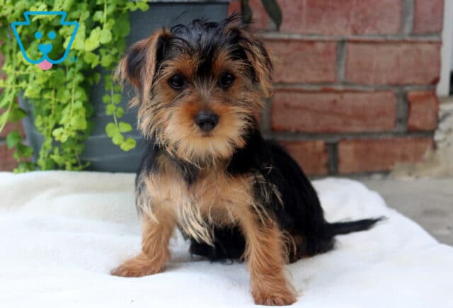 Donald Yorkie image