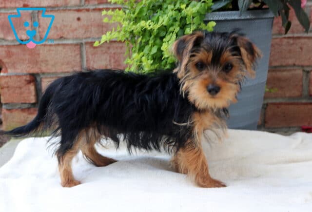 Donald Yorkie2 image
