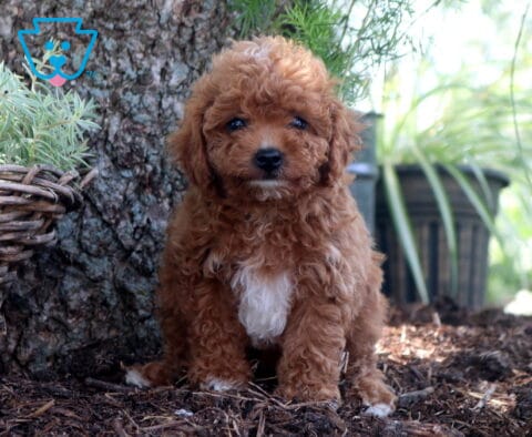 Dora Cockapoo