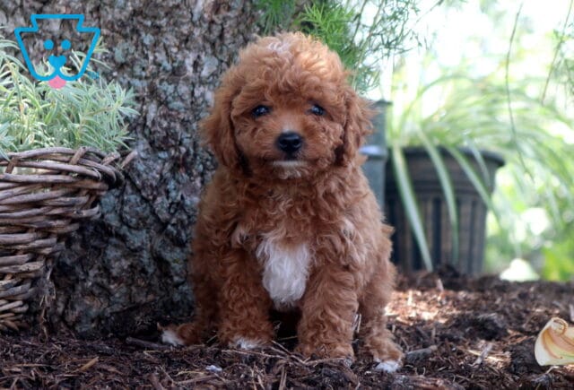 Dora Cockapoo image