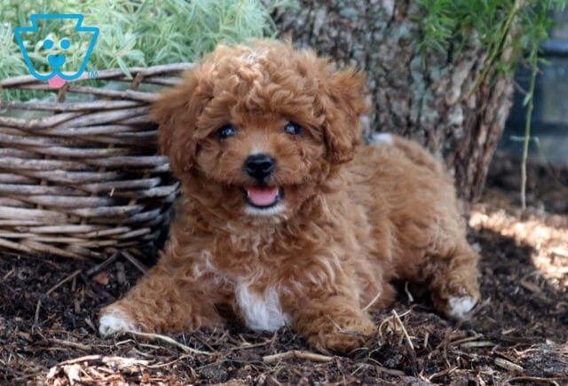 Dora Cockapoo2 image