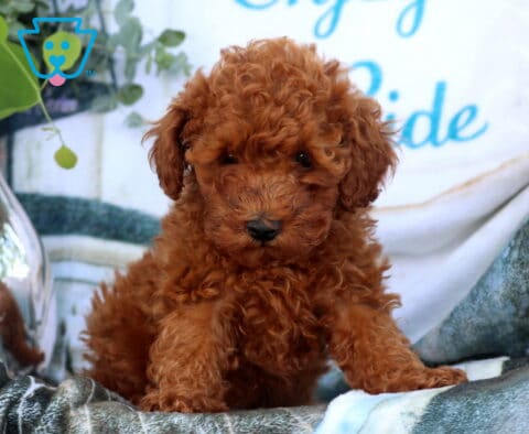 Dori Mini Poodle