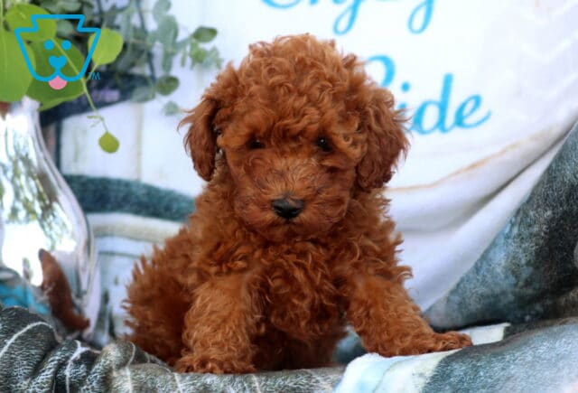 Dori Mini Poodle image