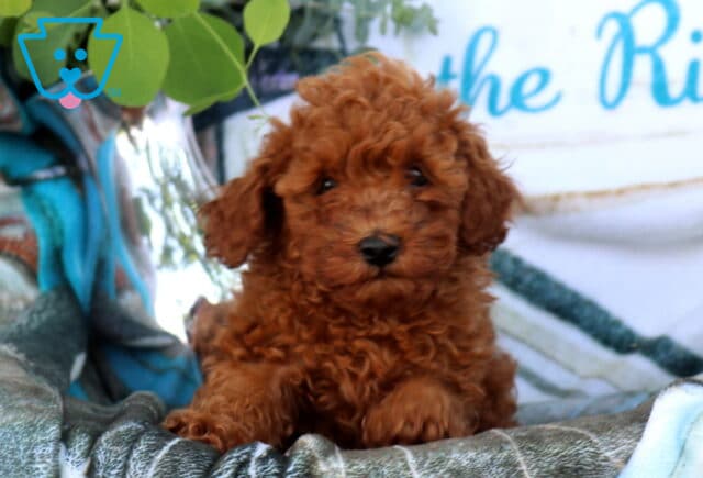 Dori Mini Poodle2 image