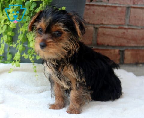 Dori Yorkie