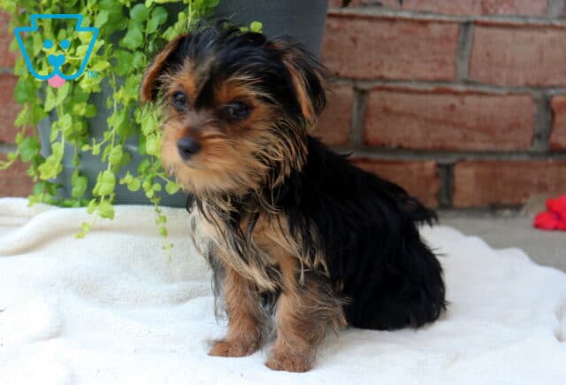 Dori Yorkie image