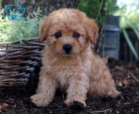 Duke Cockapoo