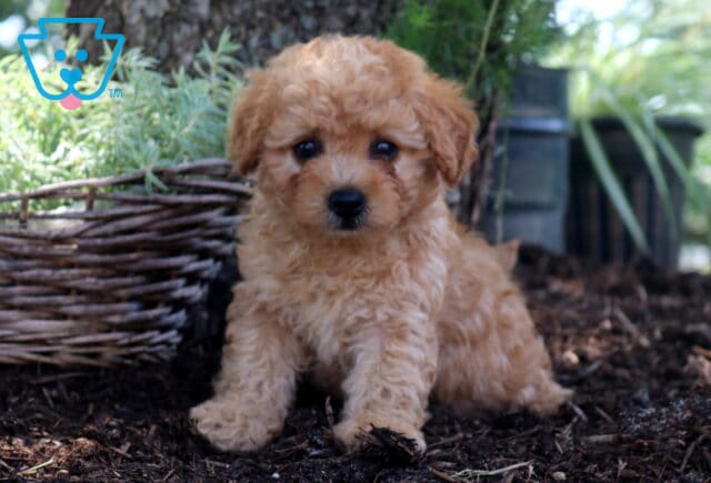 Duke Cockapoo image