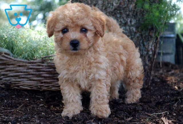 Duke Cockapoo2 image