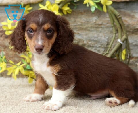 Duke Mini Dachshund
