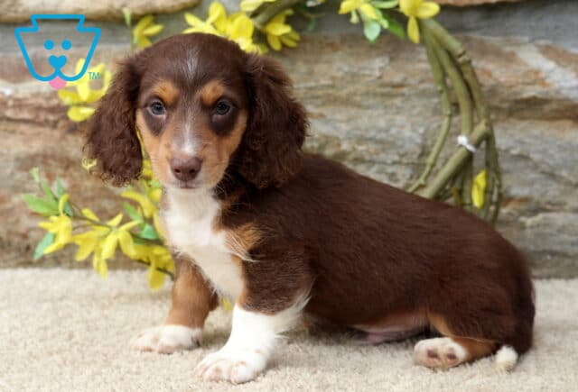 Duke Mini Dachshund image
