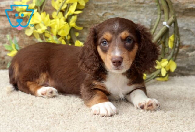 Duke Mini Dachshund2 image