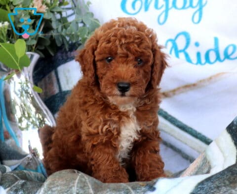 Duke Mini Poodle