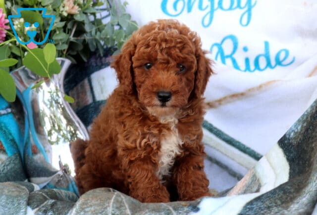 Duke Mini Poodle image