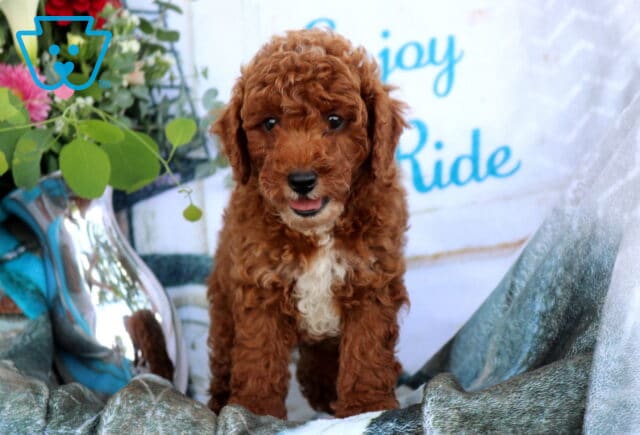 Duke Mini Poodle2 image
