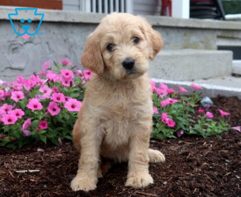 Sweet apricot Goldendoodle puppy with a fluffy wavy coat sitting on mulch beside bright pink flowers, tilting its head curiously while looking at the camera.