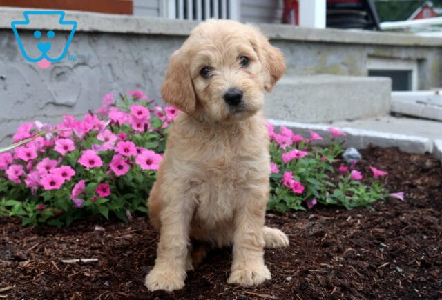 Sweet apricot Goldendoodle puppy with a fluffy wavy coat sitting on mulch beside bright pink flowers, tilting its head curiously while looking at the camera. image