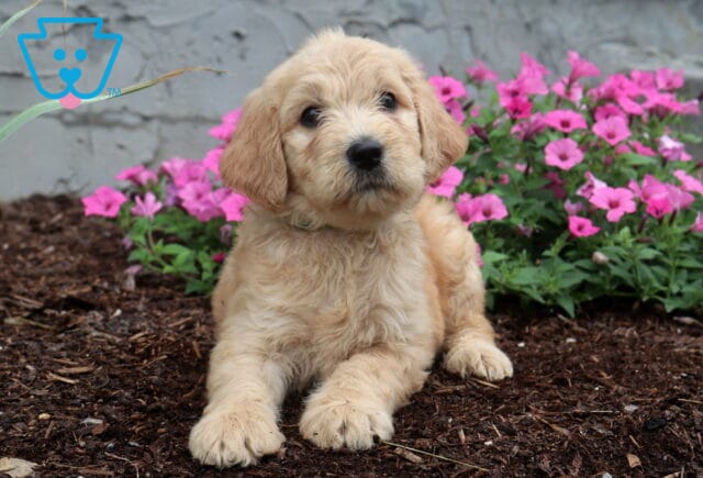 Fluffy apricot Goldendoodle puppy with a soft wavy coat lying on mulch in front of vibrant pink flowers, gazing up with an adorable, gentle expression. image