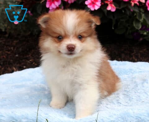 Fluffy orange and white Pomeranian puppy sitting on a soft blue blanket, featuring a full plush coat, sweet face, and vibrant pink flowers blooming in the background.