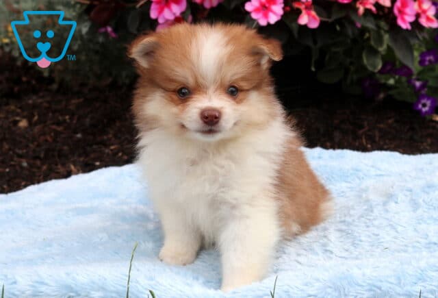 Fluffy orange and white Pomeranian puppy sitting on a soft blue blanket, featuring a full plush coat, sweet face, and vibrant pink flowers blooming in the background. image