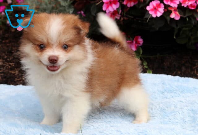 Happy orange and white Pomeranian puppy standing on a soft blue blanket, showing a fluffy coat, wagging tail, and cheerful smile with bright garden flowers behind it. image
