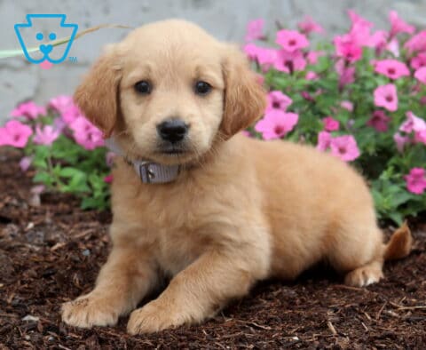 Adorable apricot Goldendoodle puppy with a silky wavy coat lounging on mulch in front of bright pink flowers, wearing a light gray collar and looking sweetly at the camera.