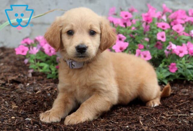 Adorable apricot Goldendoodle puppy with a silky wavy coat lounging on mulch in front of bright pink flowers, wearing a light gray collar and looking sweetly at the camera. image