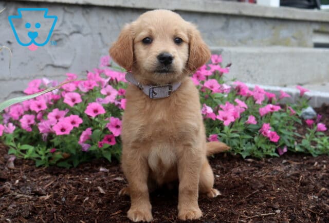 Charming apricot Goldendoodle puppy with a soft fluffy coat sitting proudly on mulch in front of blooming pink flowers, wearing a light gray collar and looking straight at the camera. image