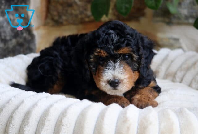 Fancy Mini Bernedoodle image